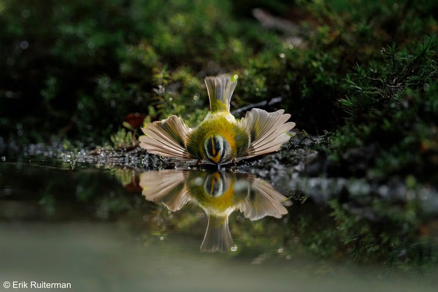 Badend vuurgoudhaantje met gespreide vleugels en reflectie in het water — foto Erik Ruiterman